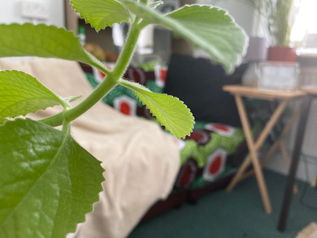 A picture plant with a comfortable looking room out of focus